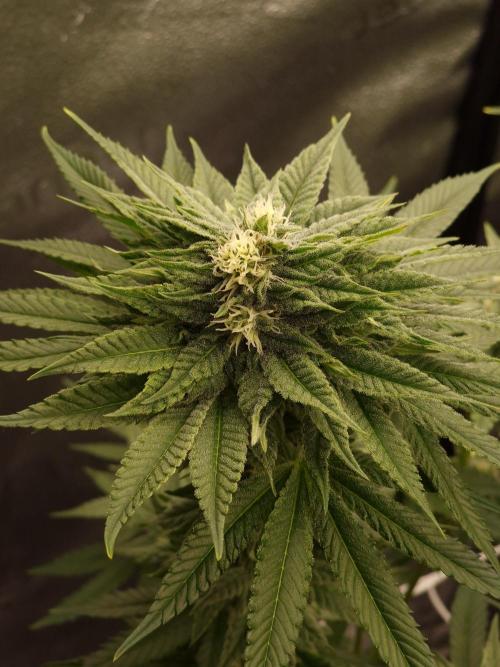 Candy Hustle by HSC. Week 11