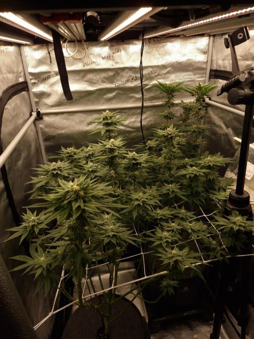 Candy Hustle by HSC. Week 11