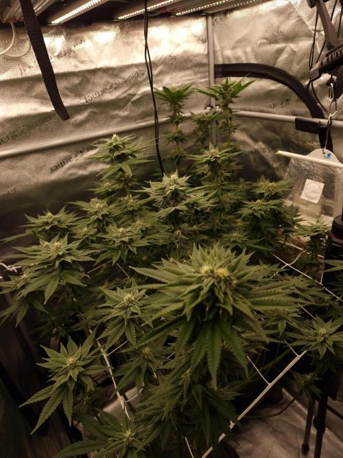 Candy Hustle by HSC. Week 11
