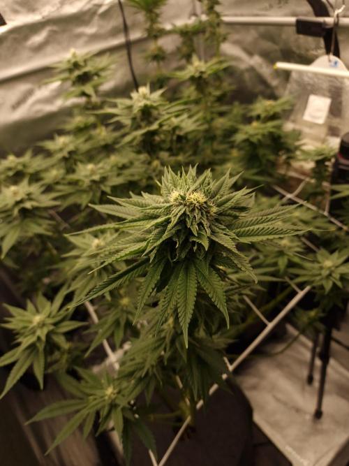 Candy Hustle by HSC. Week 11