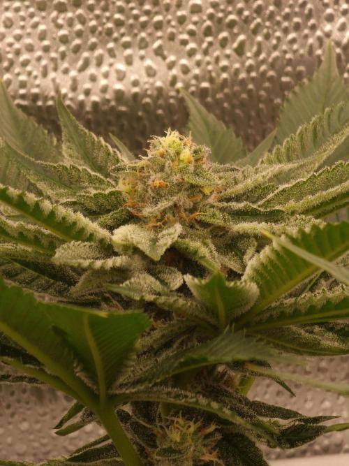 Candy Hustle by HSC. Week 11
