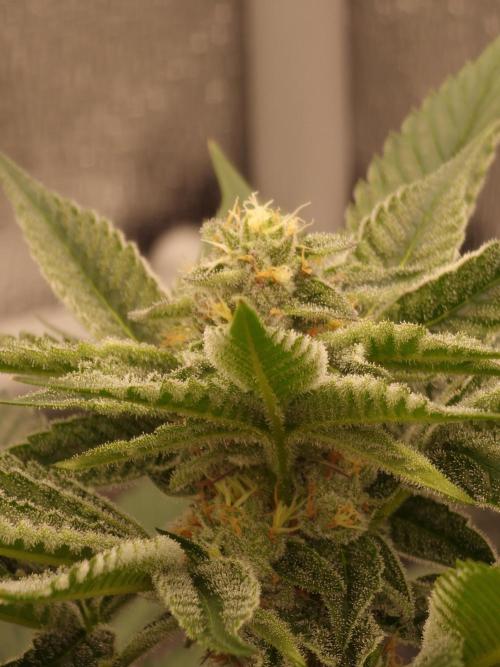 Candy Hustle by HSC. Week 11