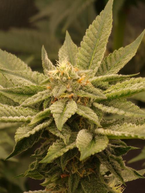 Candy Hustle by HSC. Week 11
