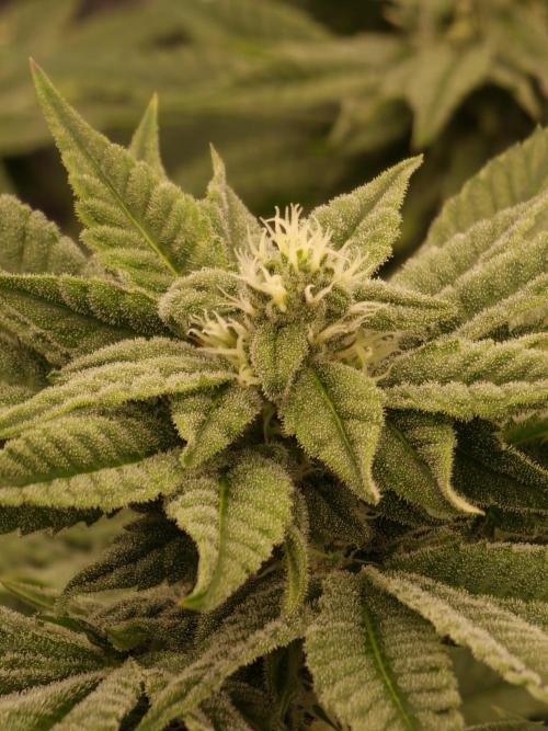 Candy Hustle by HSC. Week 11