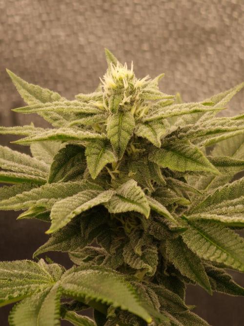Candy Hustle by HSC. Week 11