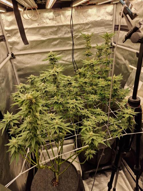 Candy Hustle by HSC. Week 11