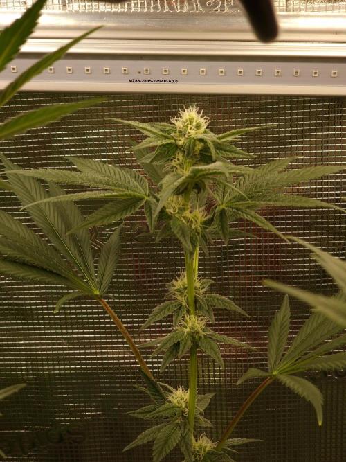 Nutter Budder. Week 10
