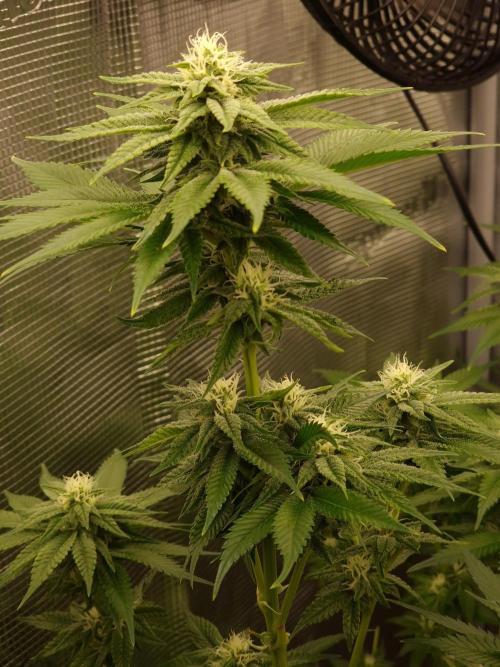 Mango sherbert by HSC. Week 10