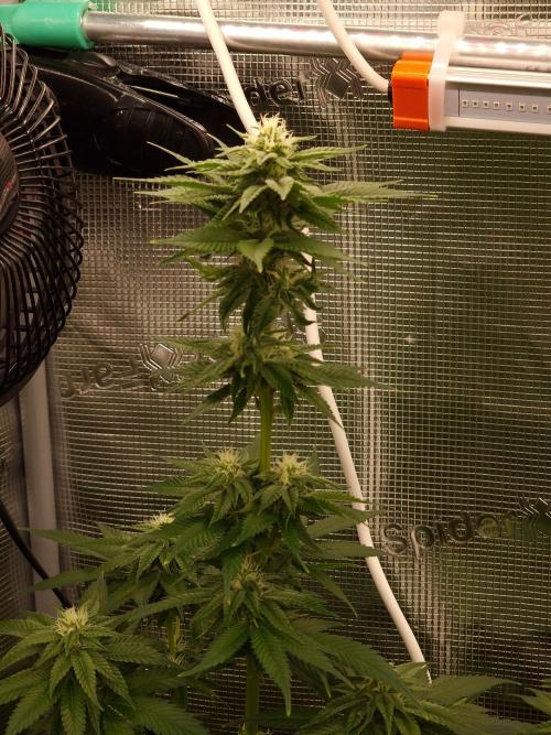 Mango sherbert by HSC. Week 10