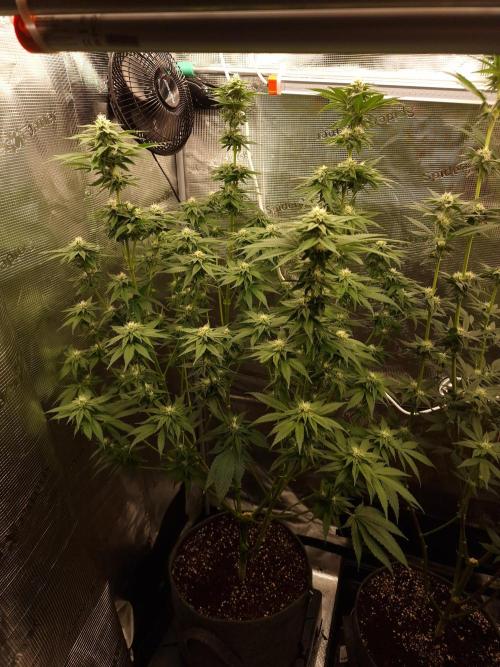 Mango sherbert by HSC. Week 10