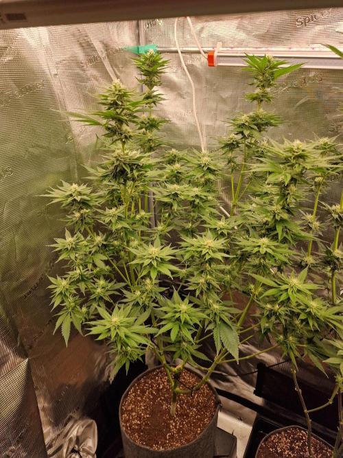 Mango sherbert by HSC. Week 10