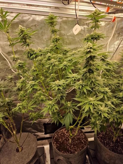 Mango sherbert by HSC. Week 10