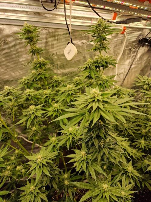 Mango sherbert by HSC. Week 10