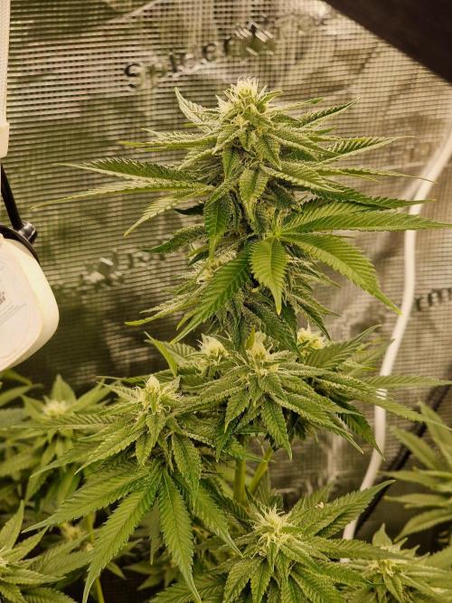 Mango sherbert by HSC. Week 10