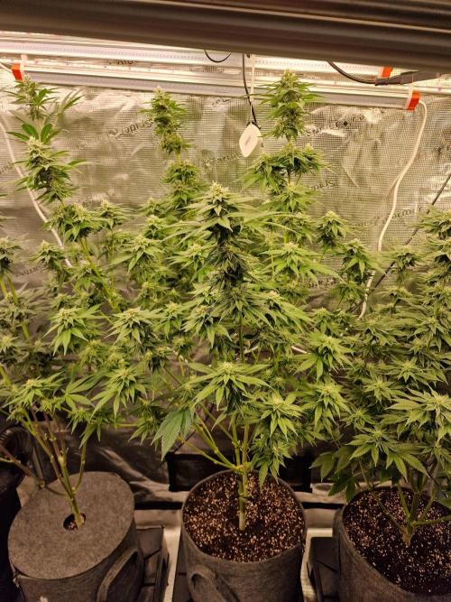 Mango sherbert by HSC. Week 10