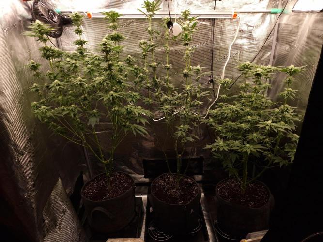 Chicken n’ Wafflez by Humboldt (HSC) #2. Week 10
