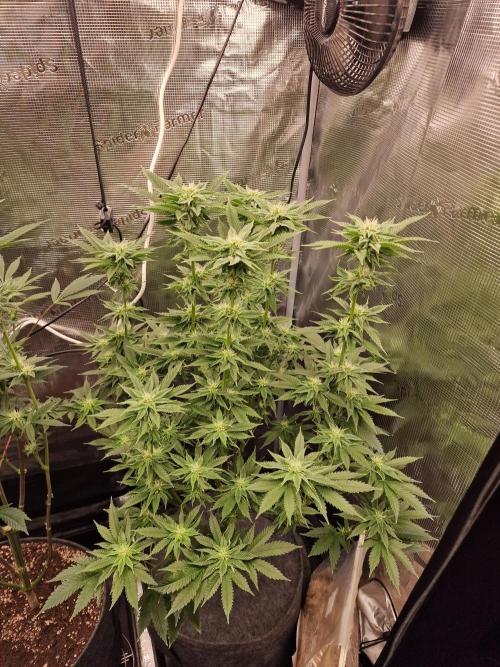 Chicken n’ Wafflez by Humboldt (HSC) #2. Week 10