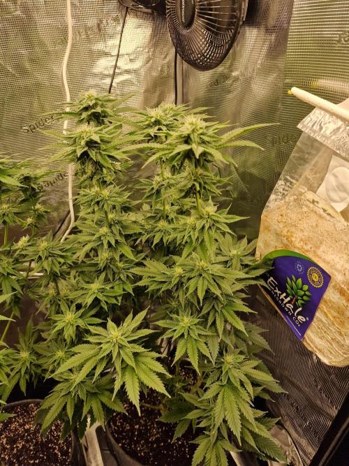 Chicken n’ Wafflez by Humboldt (HSC) #2. Week 10