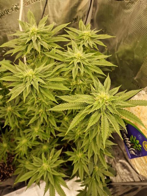 Chicken n’ Wafflez by Humboldt (HSC) #2. Week 10
