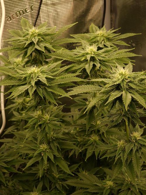 Chicken n’ Wafflez by Humboldt (HSC) #2. Week 10