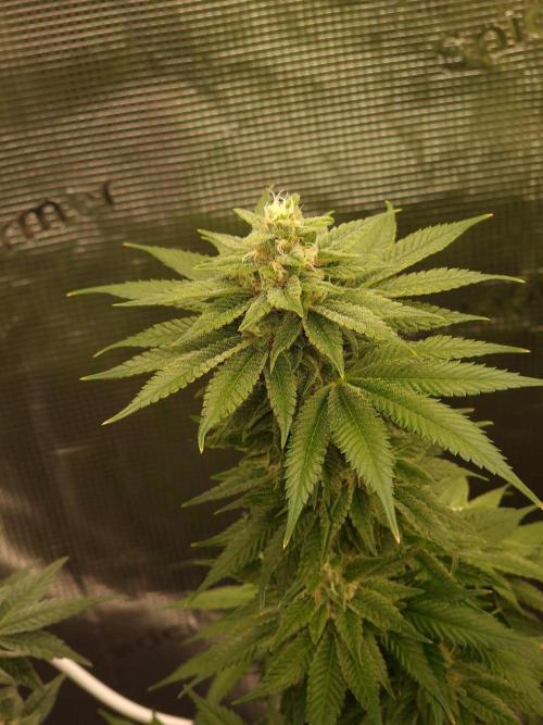 Chicken n’ Wafflez by Humboldt (HSC) #2. Week 11