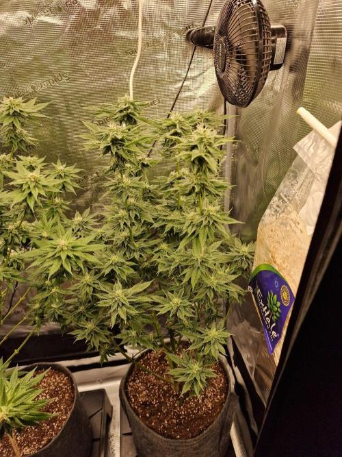 Chicken n’ Wafflez by Humboldt (HSC) #2. Week 11