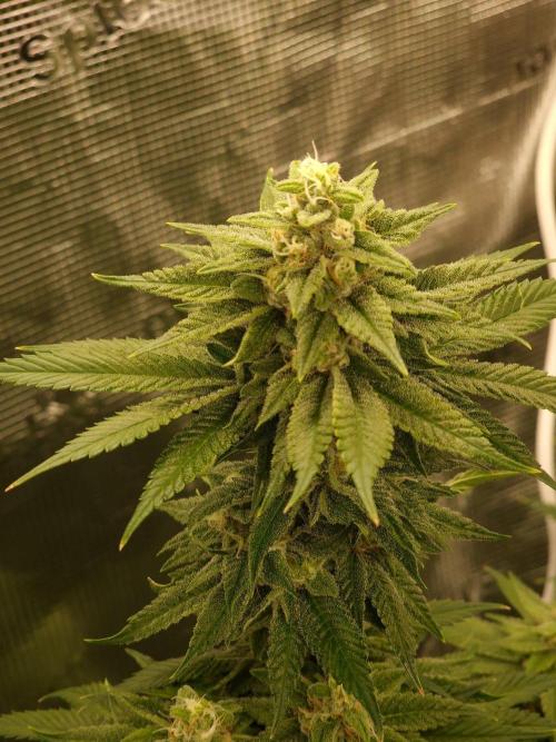 Chicken n’ Wafflez by Humboldt (HSC) #2. Week 11