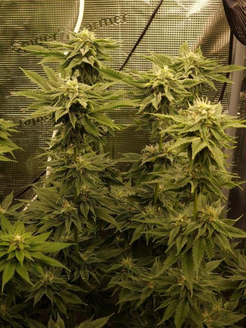 Chicken n’ Wafflez by Humboldt (HSC) #2. Week 11
