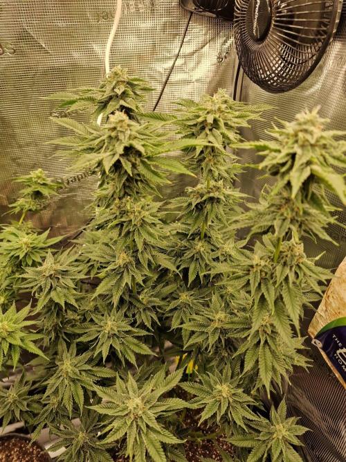 Chicken n’ Wafflez by Humboldt (HSC) #2. Week 11