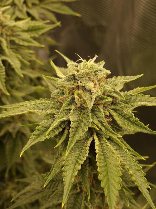 Chicken n’ Wafflez by Humboldt (HSC) #2. Week 11