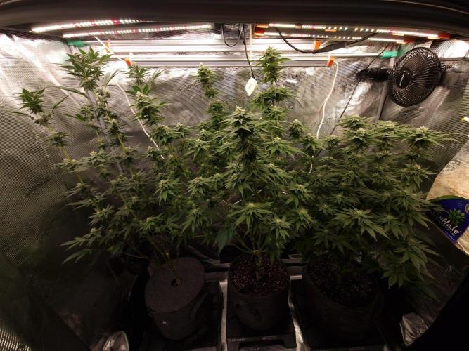 Mango sherbert by HSC. Week 11 - mango sherbert in the middle