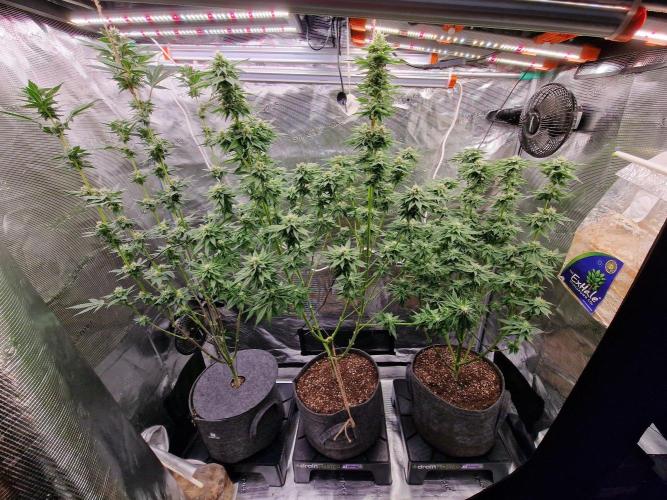 Mango sherbert by HSC. Week 11 - mango sherbert in the middle