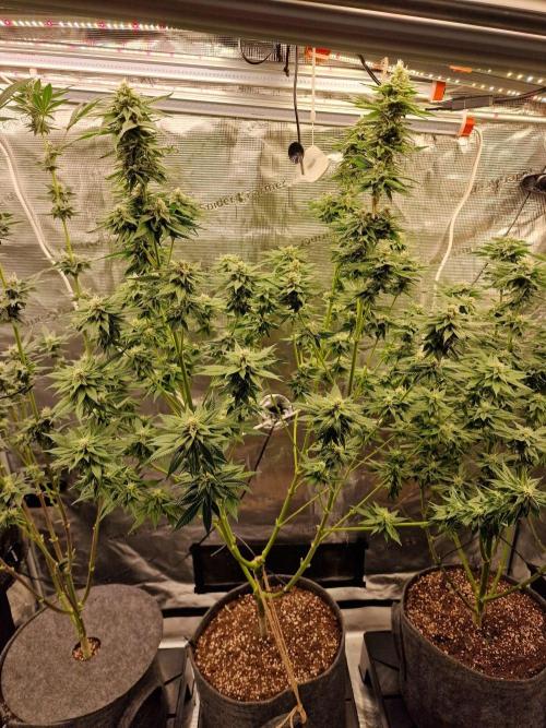 Mango sherbert by HSC. Week 11 - 
