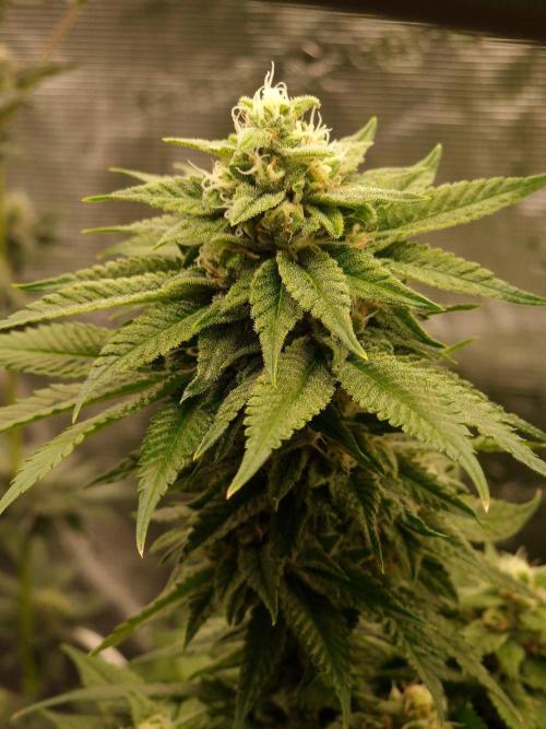 Mango sherbert by HSC. Week 11