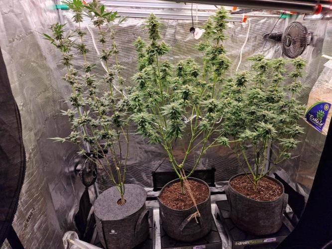 Mango sherbert by HSC. Week 11 - mango sherbert in the middle