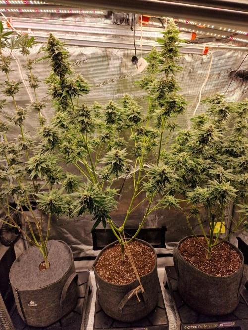 Mango sherbert by HSC. Week 11 - mango sherbert in the middle