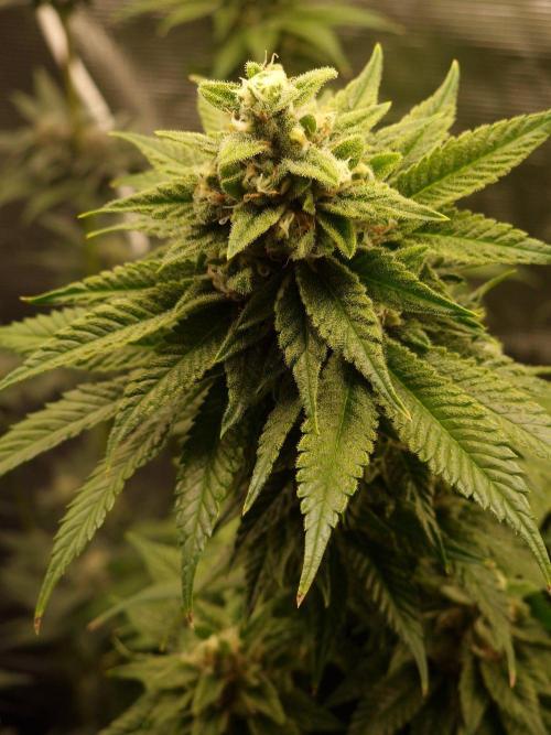 Mango sherbert by HSC. Week 11