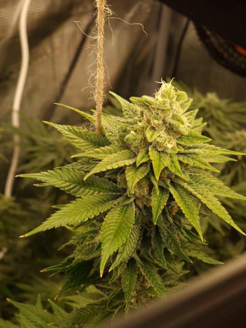 Mango Sherbert. Week 11