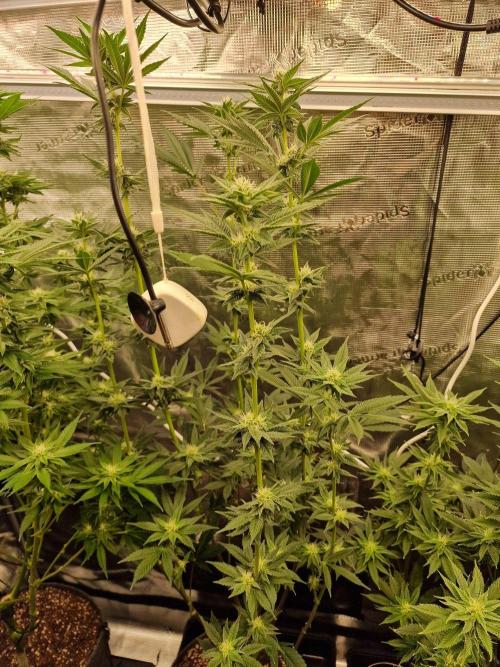 Nutter Budder (free gift) by HSC. Week 11