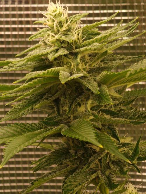 Nutter Budder (free gift) by HSC. Week 11