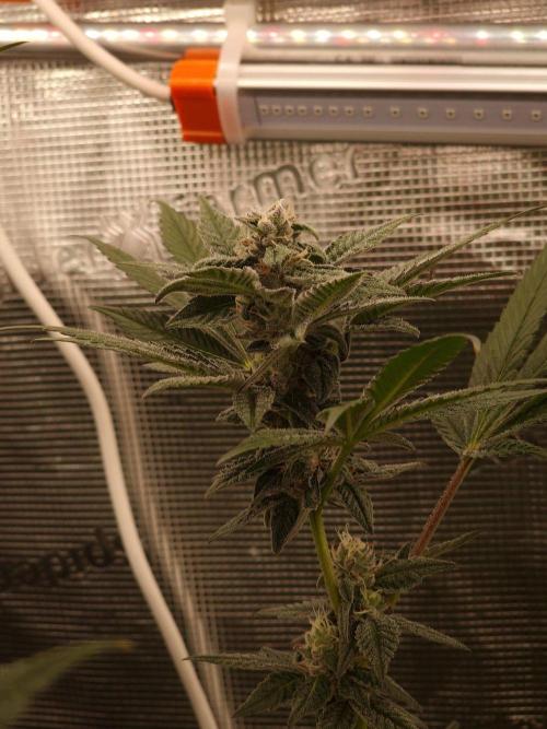 Nutter Budder. Week 11