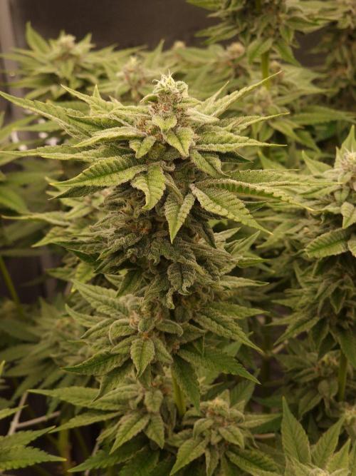 Candy Hustle by HSC. Week 12