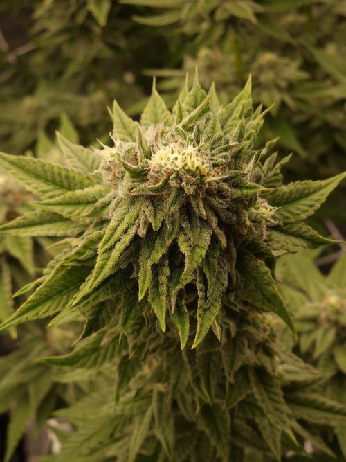 Candy Hustle by HSC. Week 12