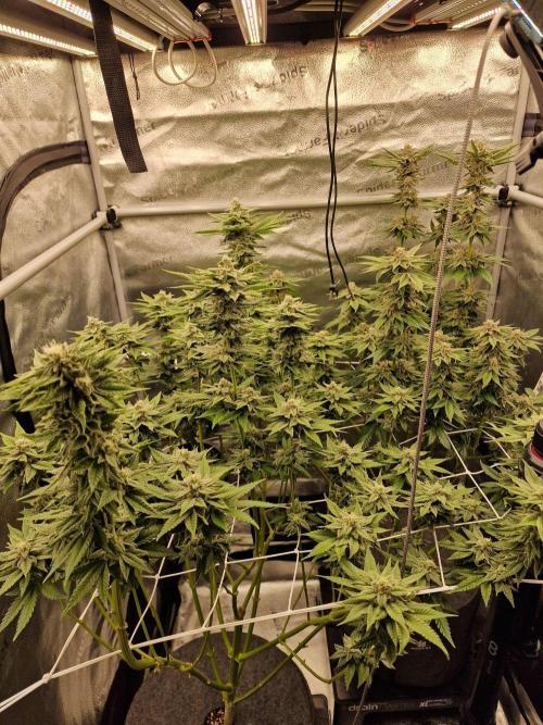Candy Hustle by HSC. Week 12