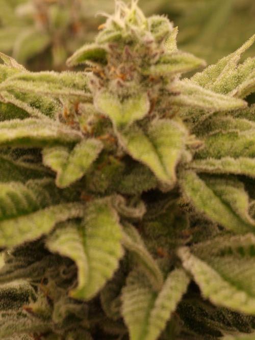 Candy Hustle by HSC. Week 12