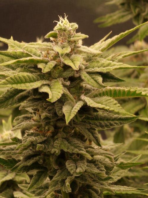 Candy Hustle by HSC. Week 12