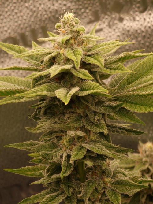 Candy Hustle by HSC. Week 12