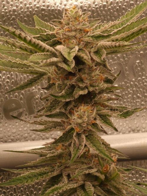 Candy Hustle by HSC. Week 12