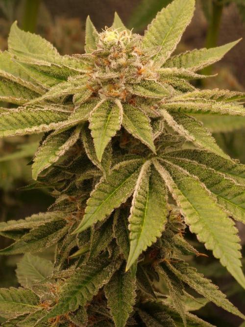 Candy Hustle by HSC. Week 12