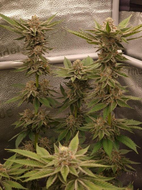 Candy Hustle by HSC. Week 12